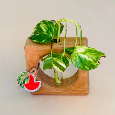 گلدان ستاره